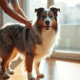 Chien Australian Shepherd bleu merle à l'intérieur en lumière naturelle